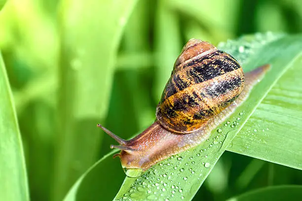 Photo of Crawling snail on green leaf with dew drop