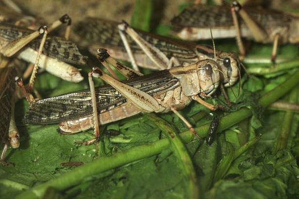 cavalletta (schistocerca gregaria). - locust swarm of insects insect group of animals foto e immagini stock