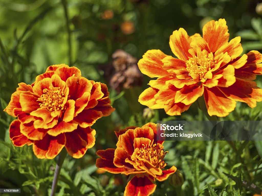 Fundo de flor de calêndula - Foto de stock de Amarelo royalty-free