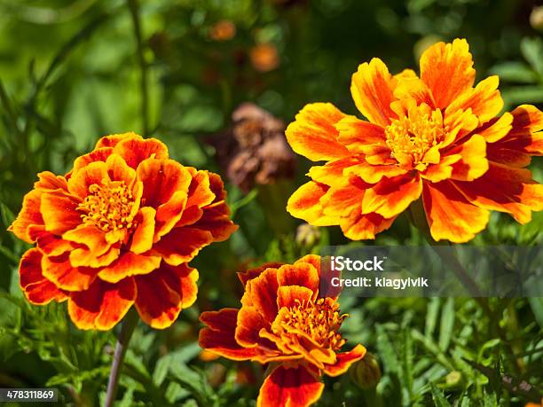 Foto de Fundo De Flor De Calêndula e mais fotos de stock de Amarelo - Amarelo, Beleza natural - Natureza, Botânica - Assunto