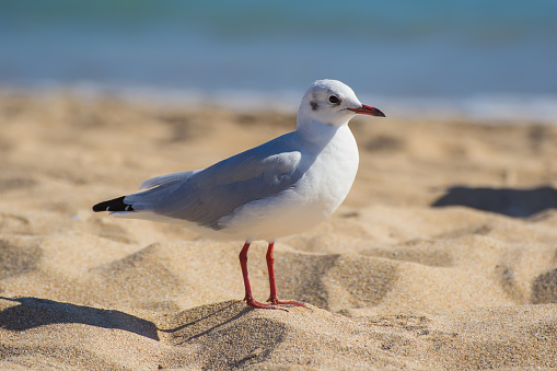 seagull stands at the ocean's edge with incoming surf in the background.