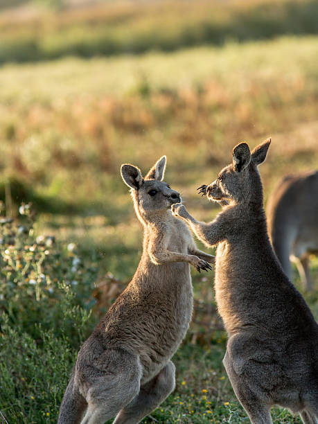 istock Two fighing kangaroo's 478312540