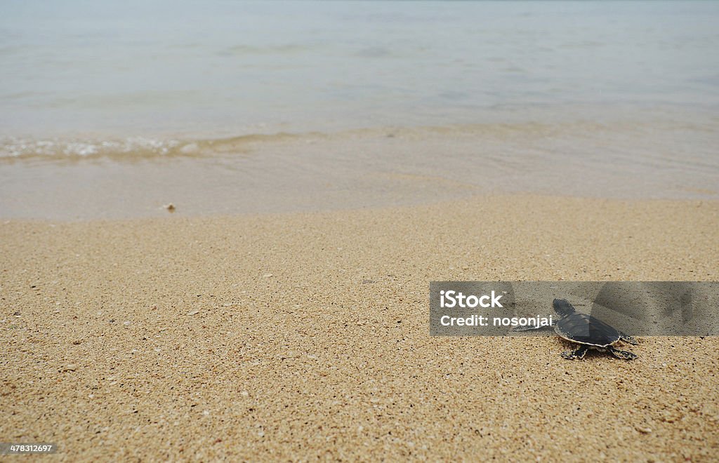 Kleine Schildkröte go oceans - Lizenzfrei Neugeborenes Tier Stock-Foto