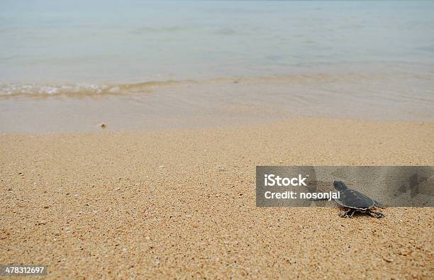 Маленький Turtle Go Океана — стоковые фотографии и другие картинки Новорожденный детёныш - Новорожденный детёныш, Черепаха, Азия