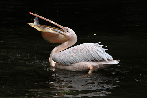 Great white pelican (Pelecanus onocrotalus), also known as the rosy pelican eating fish. Wildlife animal.