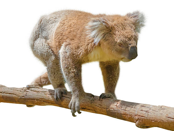 koala à - cinereous photos et images de collection