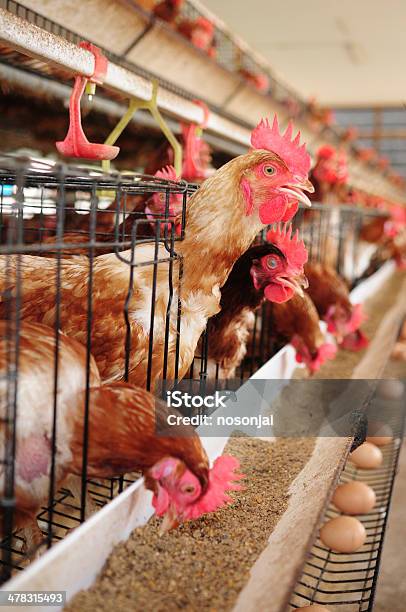 チキンの農場 - インフルエンザ菌のストックフォトや画像を多数ご用意 - インフルエンザ菌, オスのひな鳥, ニワトリ