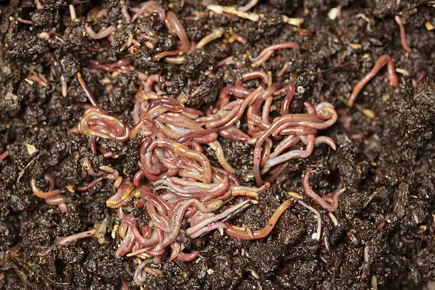 Photo of Earthworm