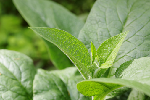 The fresh green leaves of the comfrey plant.