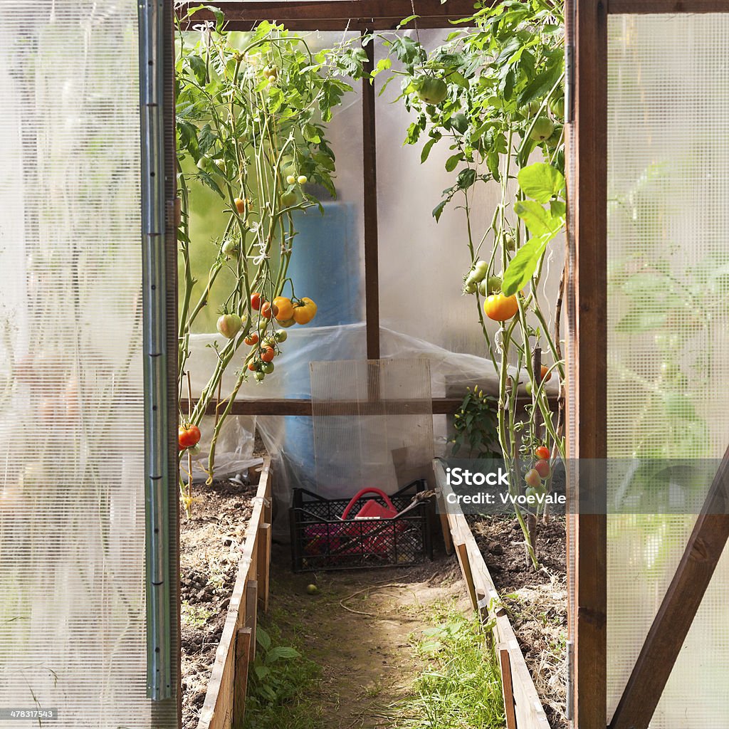 greenhouse con tomates - Foto de stock de Agarrar libre de derechos