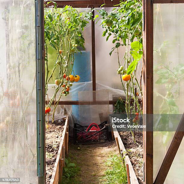 Serra Con Pomodori - Fotografie stock e altre immagini di Agricoltura - Agricoltura, Alimentazione sana, Ambientazione interna