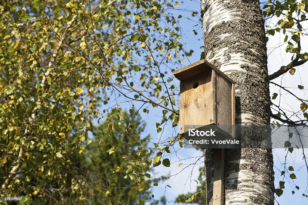 Cabane à oiseaux en bois de bouleau - Photo de Arbre libre de droits