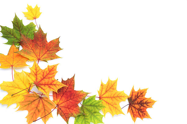 Dried colorful maple leaves on isolated white with copy space 