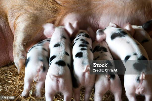 Gloucester Old Spot Sow Y De La Camada Foto de stock y más banco de imágenes de Agricultura - Agricultura, Alimentar, Animal