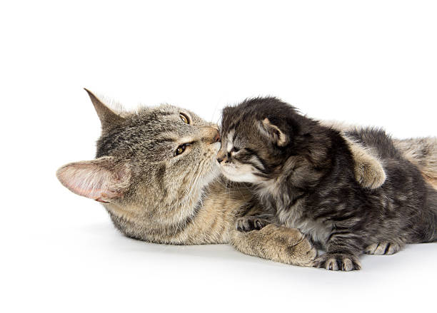 istock Female tabby cat and kitten 478318286