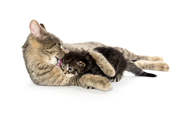 istock Female tabby cat and kitten 478318294