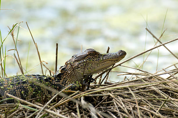 istock Baby American alligator 478318306