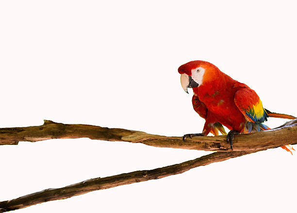 istock Scarlet Macaw On A Branch 478318500