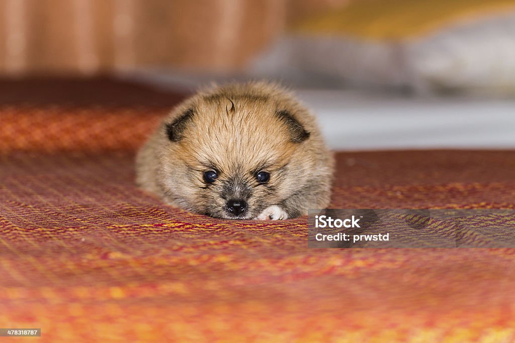 Pequeno cachorrinho Fofo Lulu da Pomerânia - Royalty-free Animal Foto de stock