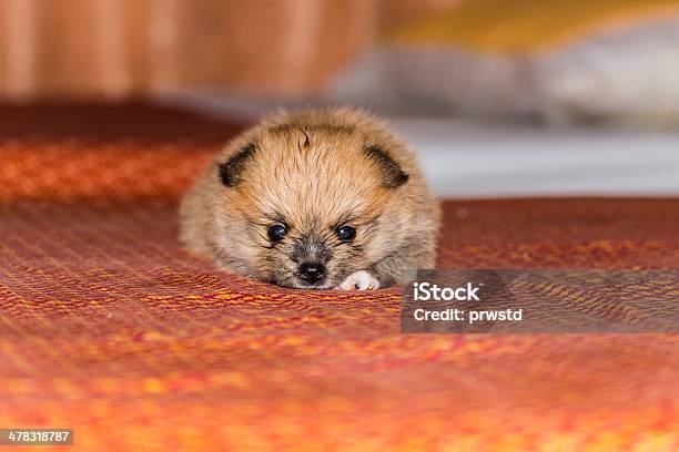 Pequeno Cachorrinho Fofo Lulu Da Pomerânia - Fotografias de stock e mais imagens de Animal - Animal, Animal de Estimação, Ao Ar Livre