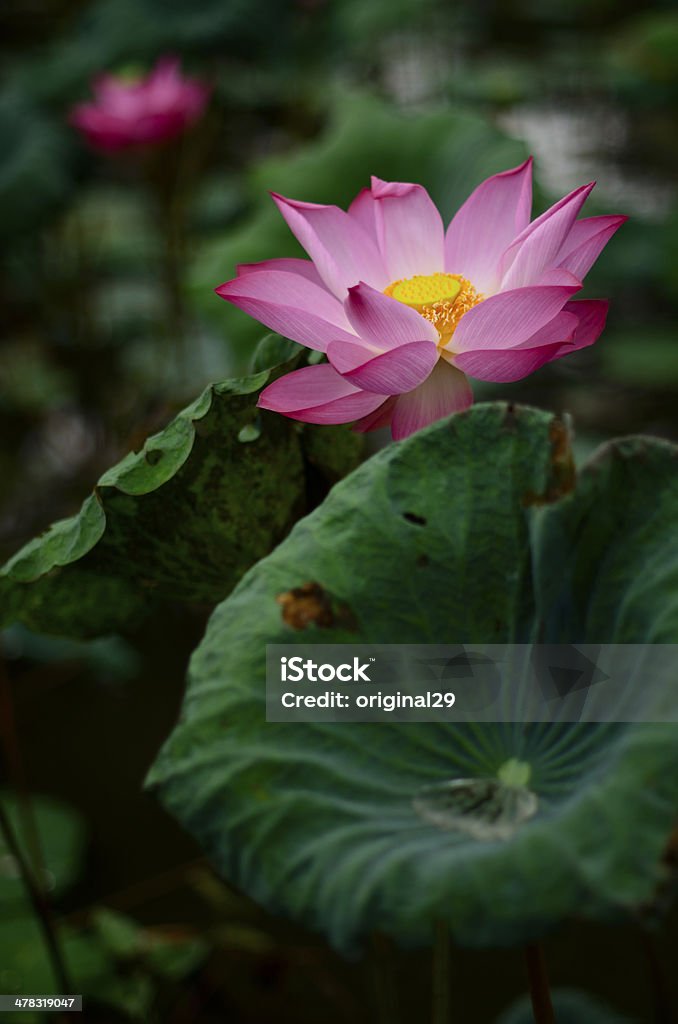 Lotus - Foto de stock de Animal selvagem royalty-free
