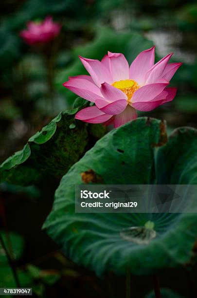 Foto de Lotus e mais fotos de stock de Animal selvagem - Animal selvagem, Beleza, Botânica - Assunto