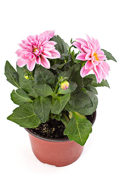 istock Pink Dahlia 478319162