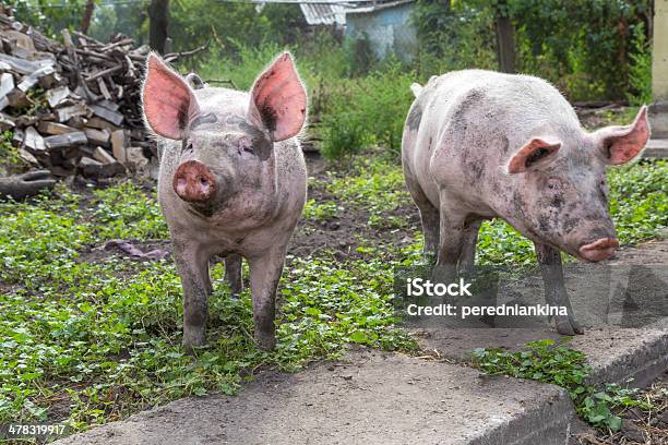Maiale In Una Fattoria - Fotografie stock e altre immagini di Agricoltura - Agricoltura, Ambientazione esterna, Animale