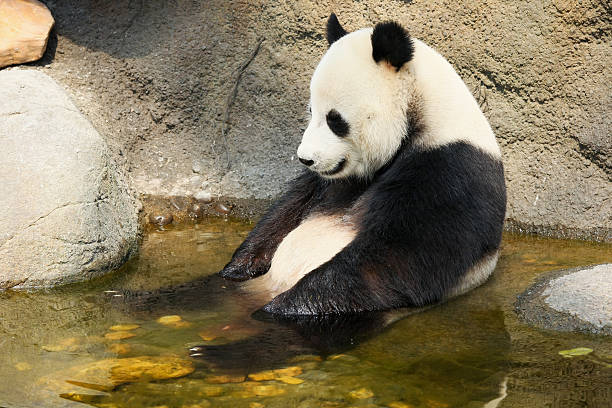 istock Giant panda sitting in water 478320018