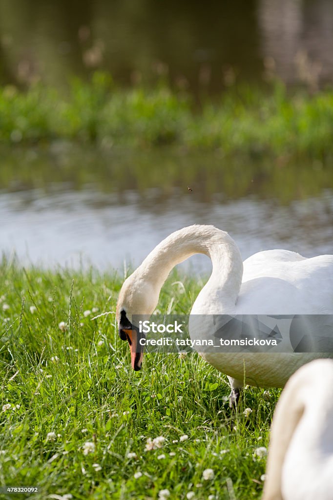 Swans in a lake, eating grass Swans in a lake, eating grass, summertime 2015 Stock Photo