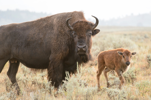 A bison and her calf in Yellowstone National Park, Wyoming.