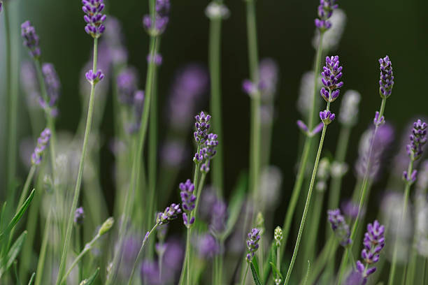 Lavender flowers stock photo