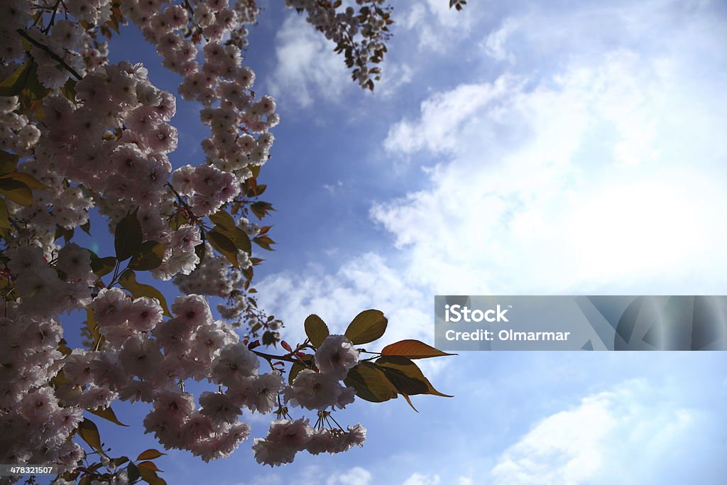 Fiore di ciliegio con cielo blu - Foto stock royalty-free di Albero