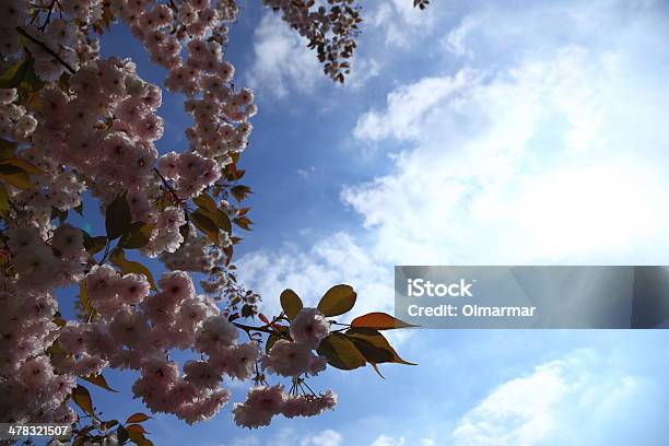 Fiore Di Ciliegio Con Cielo Blu - Fotografie stock e altre immagini di Albero - Albero, Alimentazione sana, Ambientazione esterna