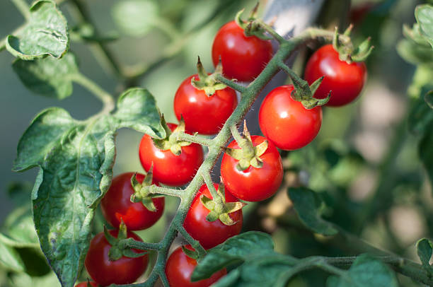 Tomates cereza maduros - foto de stock