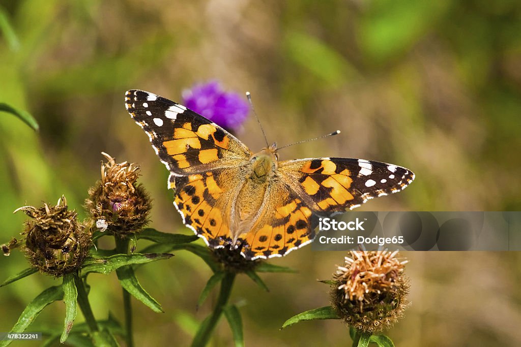 painted lady/vanessa cardui - Foto stock royalty-free di Adulto