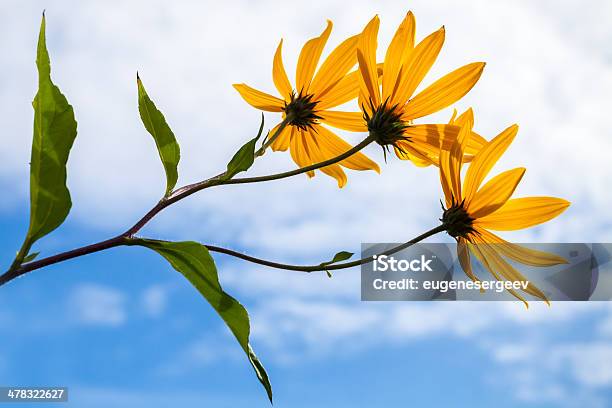 エルサレム Artichokes クラウディ空の上の花 - カラフルのストックフォトや画像を多数ご用意 - カラフル, ガーデニング, キクイモ