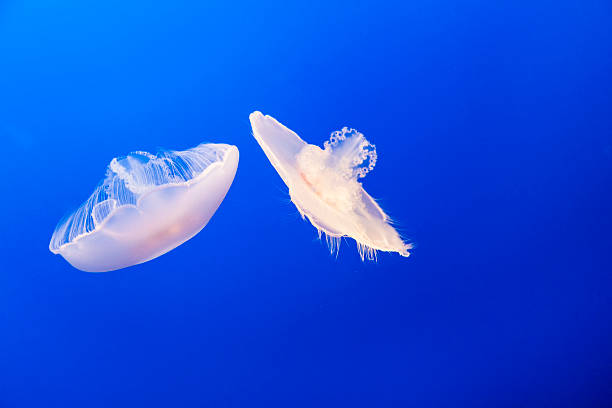 istock jelly fish in the blue sea 478323179