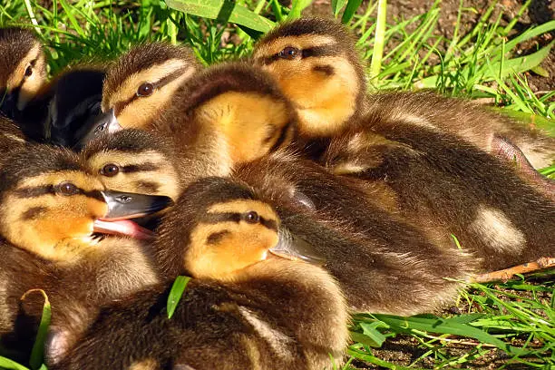 Group of yellow-black ducklings sitting in the low grass 