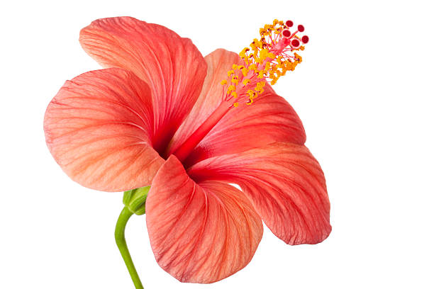 istock Pink flower of Hibiscus 478323915