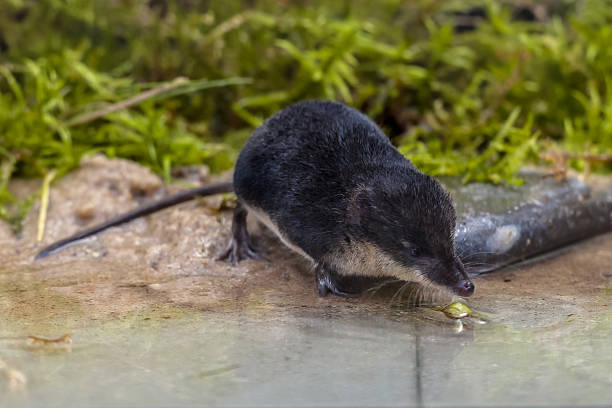 istock water shrew river bank 478323954