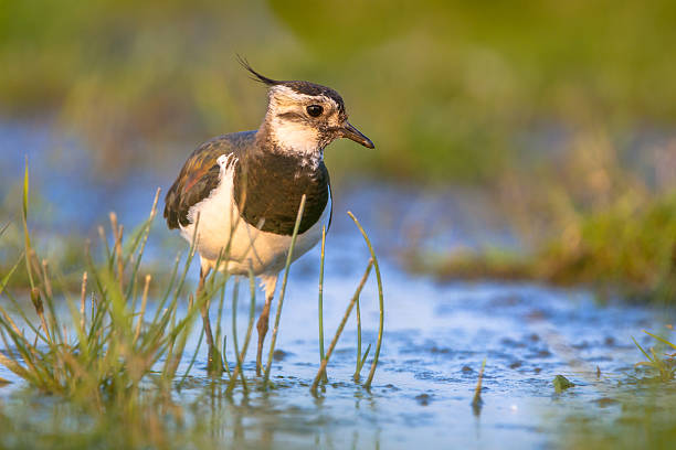Lapwing wading in shallow water Afternoon shot of a Female Northern lapwing (Vanellus vanellus) wading in shallow blue water in between green grass and looking in the camera wader bird stock pictures, royalty-free photos & images