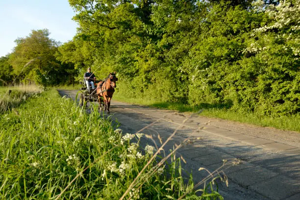 East Frisia sightseeing by horse cart. Coachman and his pony on a track across the fields. Taken in Ostfriesland, Lower Saxony, Germany, Europe.