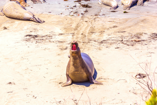 shouting male sea lion at the sandy beach