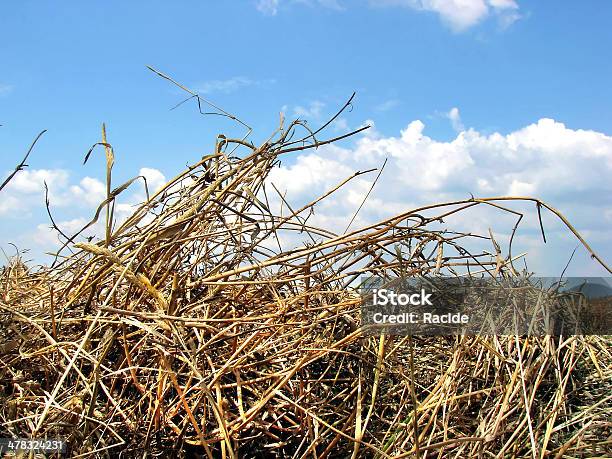 Campo Foto de stock y más banco de imágenes de Abstracto - Abstracto, Agricultura, Aire libre