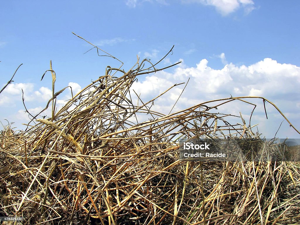 campagna - Foto stock royalty-free di Agricoltura