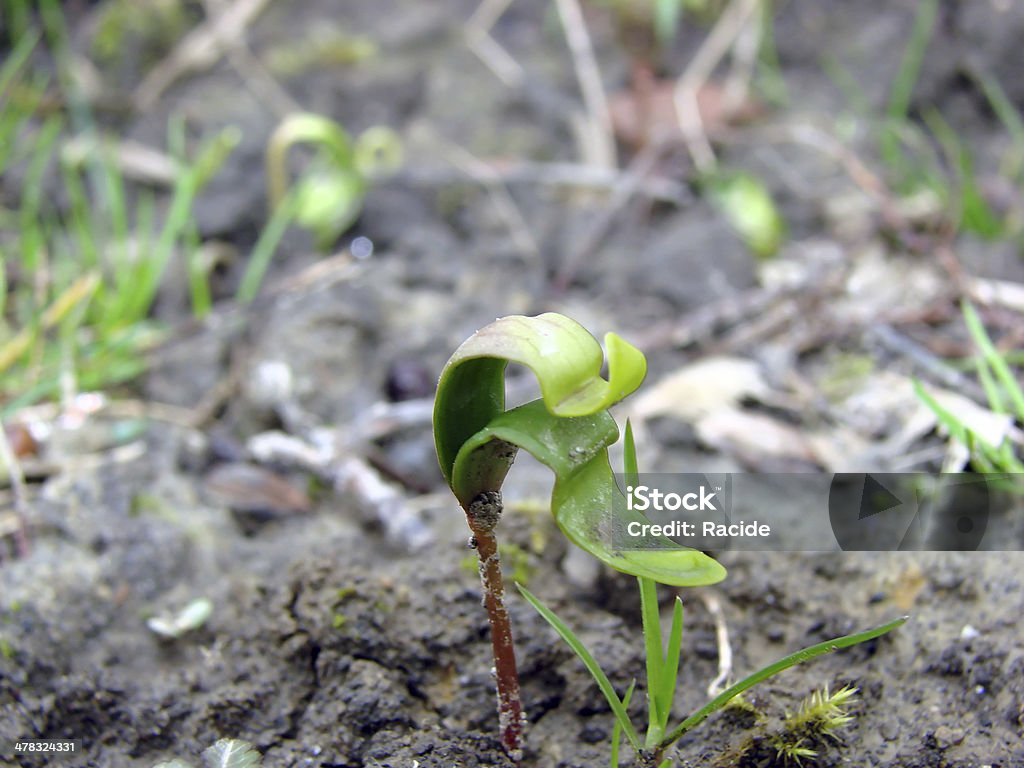 Primavera nos EUA - Foto de stock de Agricultura royalty-free