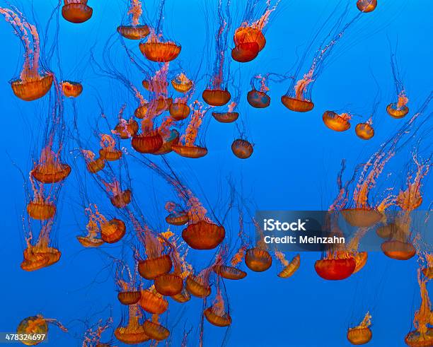 Jelly Fische Im Blauen Meer Stockfoto und mehr Bilder von Abstrakt - Abstrakt, Bildhintergrund, Blau