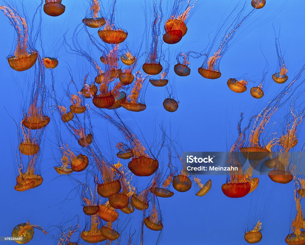 jelly pesci nel mare blu - Foto stock royalty-free di Acqua