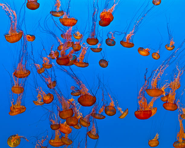 istock jelly fish in the blue sea 478324697